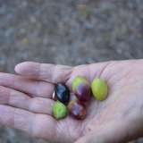 L�oliva coratina � stata codificata alla fine dell�Ottocento ma era gi� ampiamente coltivata nei secoli precedenti (foto della pagina facebook di "Terre di Coratina")